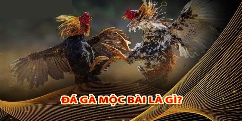 Giới thiệu tổng quan về đá gà Mộc Bài